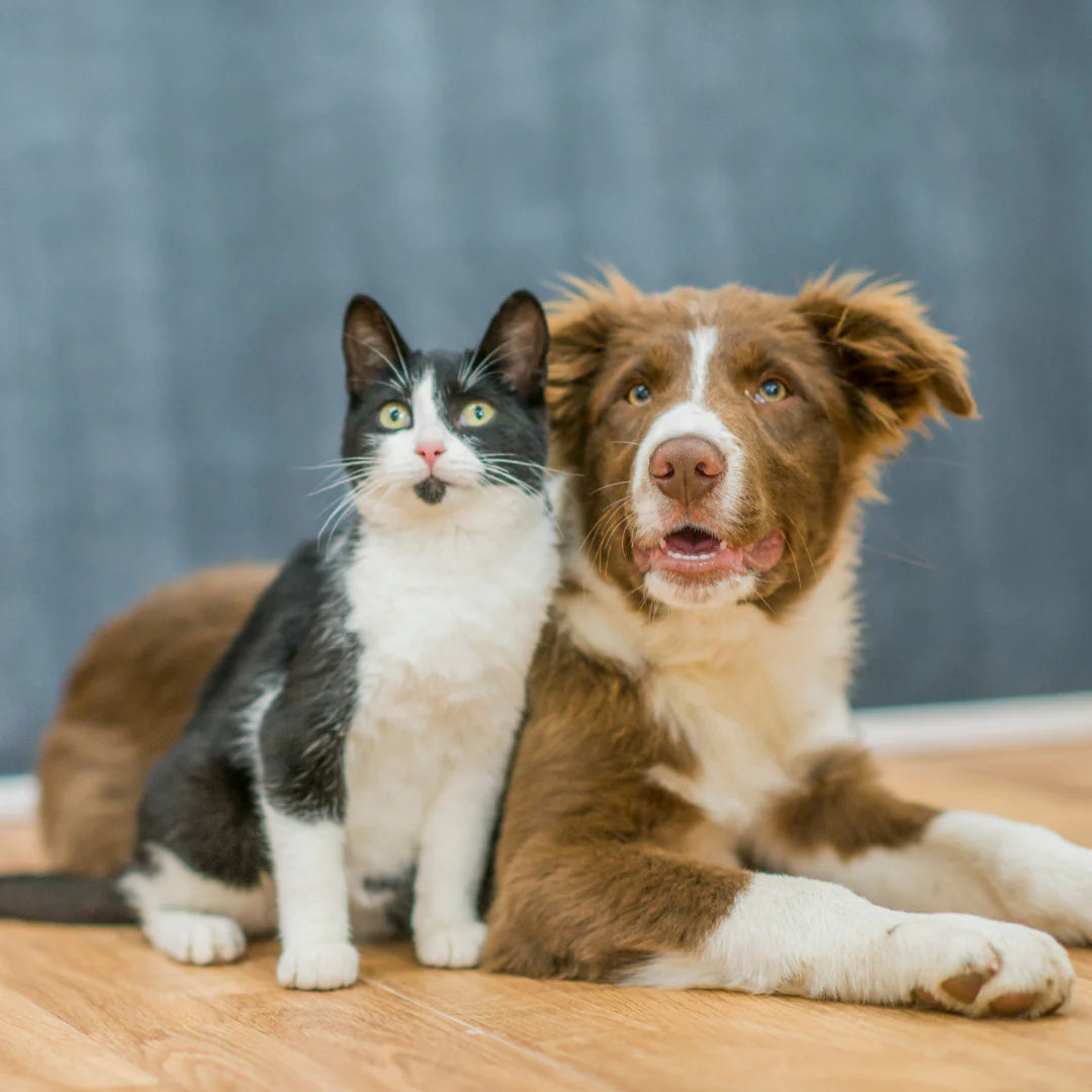 Cat and Dog