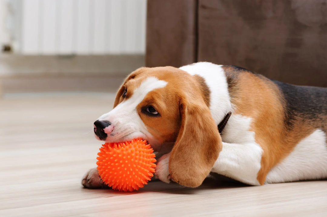Dog Products