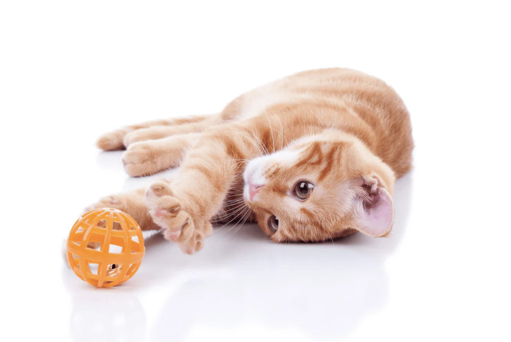 Cat Products